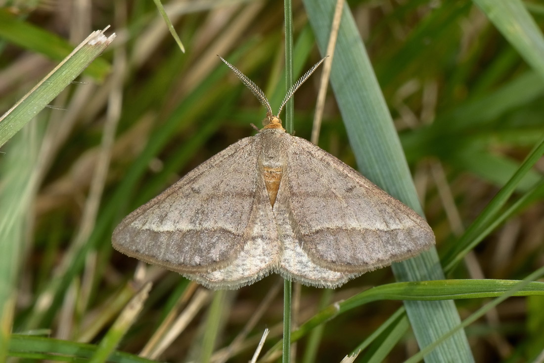 Da determinare -  Isturgia arenacearia, Geometridae